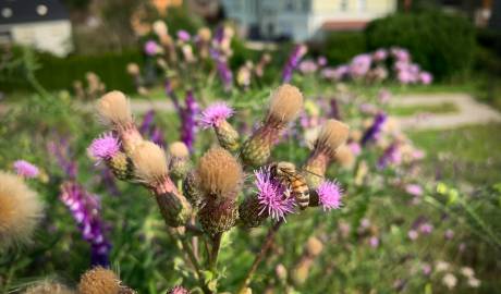 2024 04 27  Méinen an der Gemeng--2