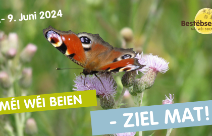 Facebook Insektenza?hlung