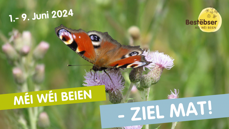 Facebook Insektenza?hlung