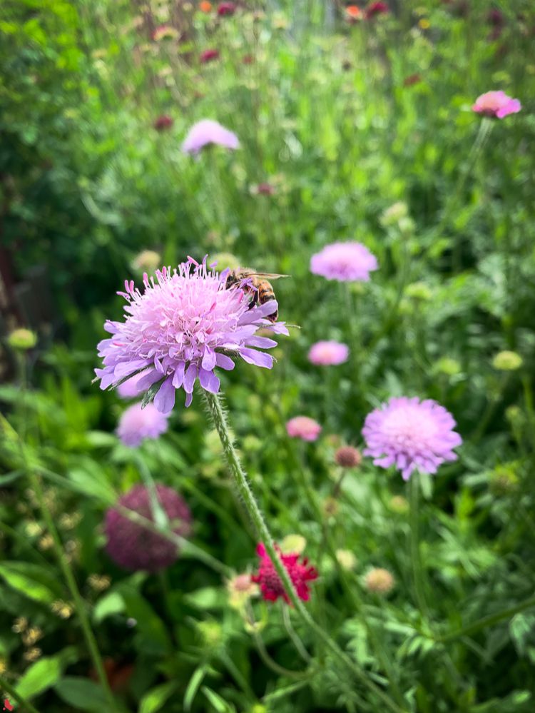 2024 06 01 Insektenhotel-7097