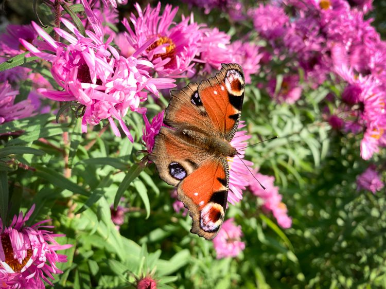 2024 06 01 Insektenhotel-0521
