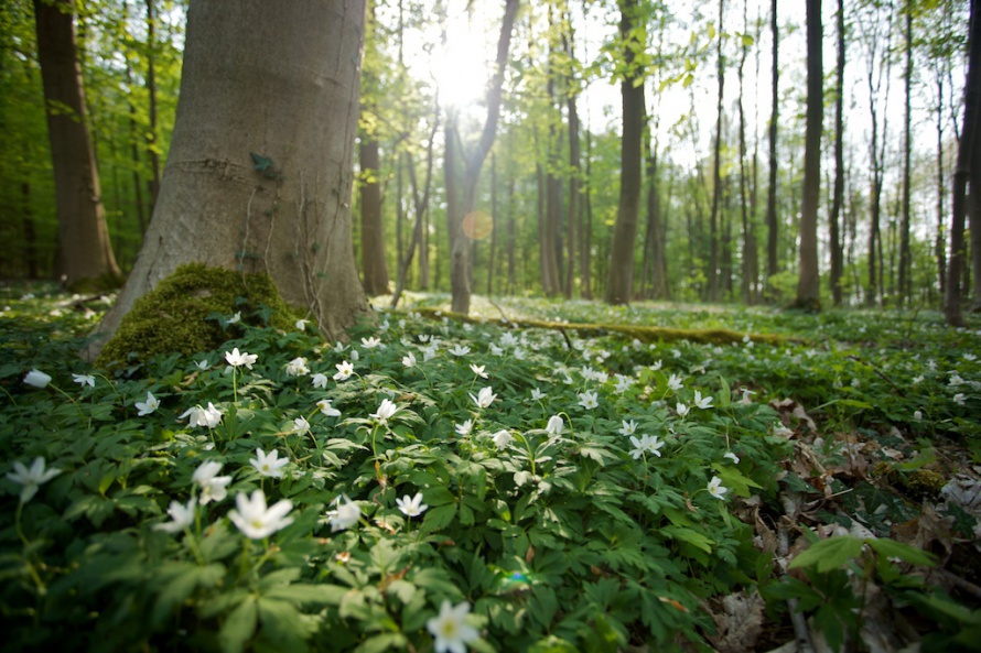 waldfriedhof