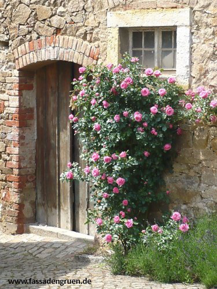 kletterrosen wand 375