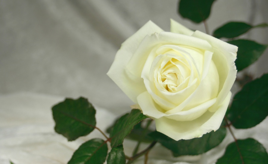 funeral-rose-1224x752