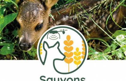 sauvons bambi