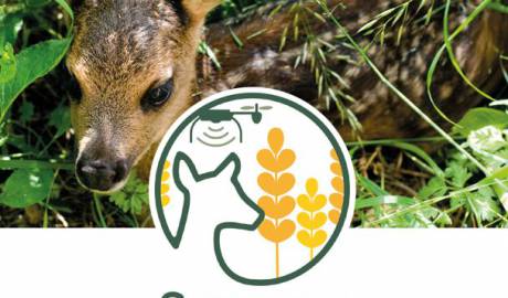 sauvons bambi