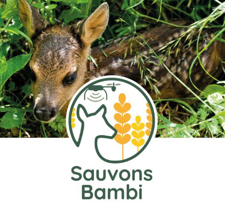 sauvons bambi
