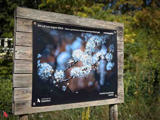 Panneau de l'exposition Billerwee « Am Laf vun engem Bléck » avec la photo « Dentelle de printemps » (Steinfort), une branche en fleurs