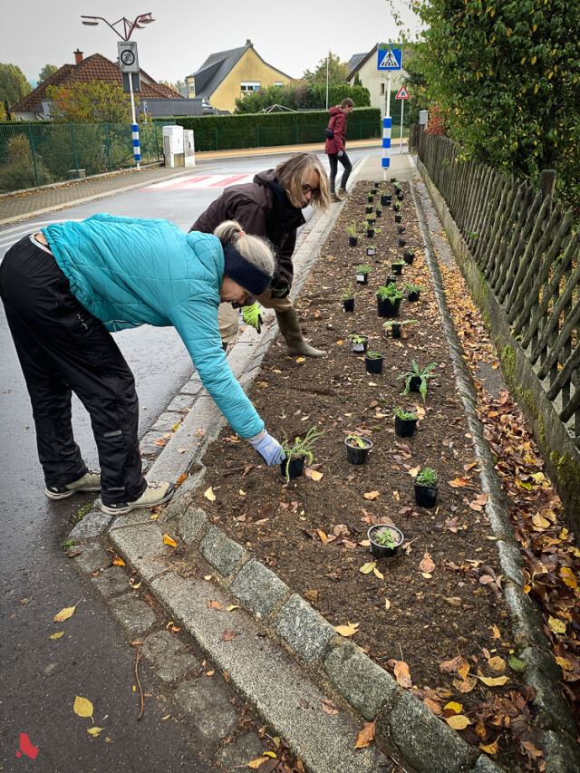Deux bénévoles installent des plants dans un long parterre le long d’un trottoir