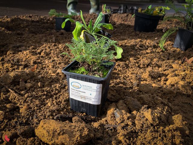 Plant de camomille des teinturiers en pot, avec son étiquette, posé sur la terre avant plantation