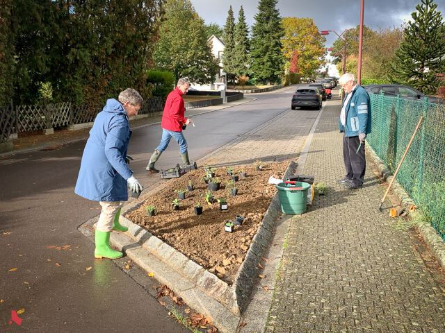 Des bénévoles disposent des plants en pots sur un parterre en bord de rue